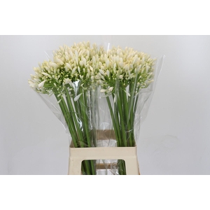 Agapanthus White Heaven Promo