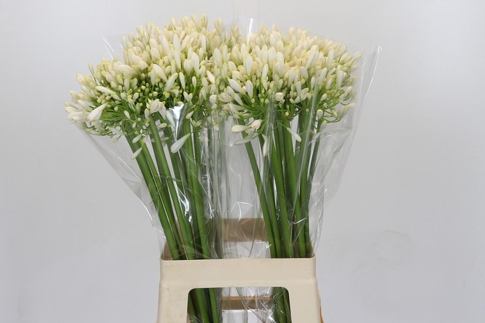 Agapanthus White Heaven