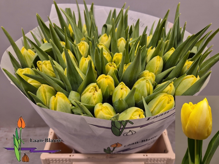 <h4>TU DU MARIE JO</h4>