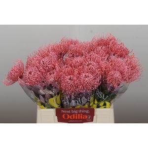 Nutans Painted Baby Pink