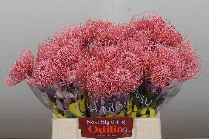 Nutans Painted Baby Pink
