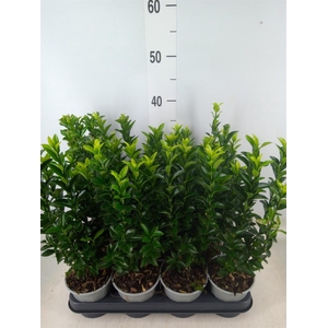 Euonymus japon. 'Green Spire'