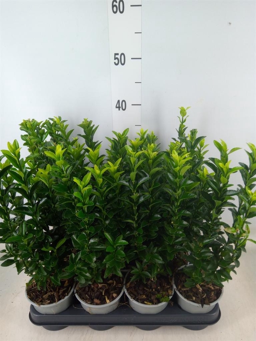 <h4>Euonymus japon. 'Green Spire'</h4>