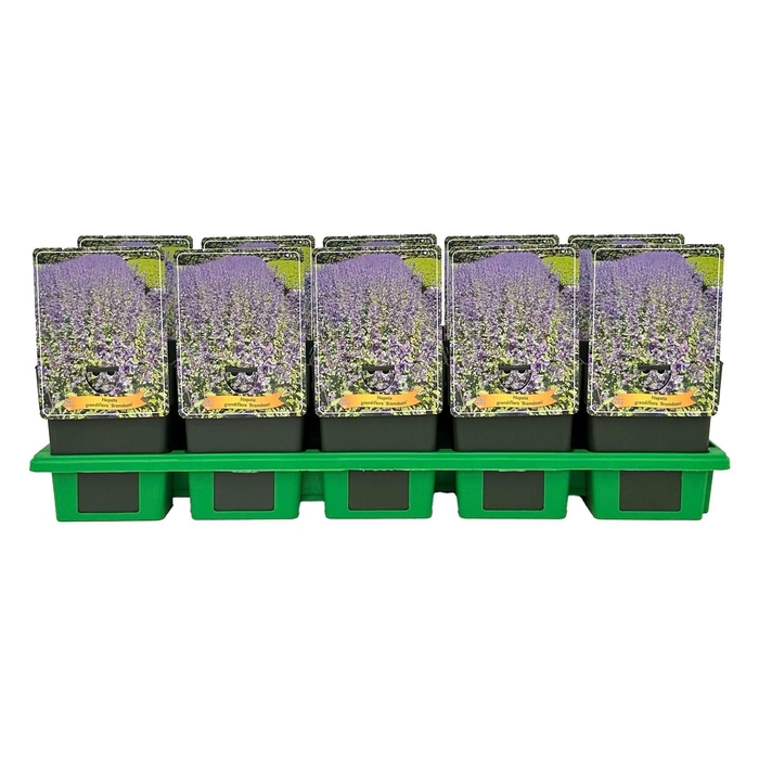 <h4>Nepeta</h4>