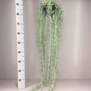 Senecio radicans XXL