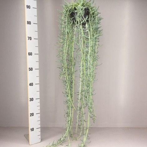 <h4>Senecio radicans XXL</h4>