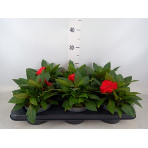 Impatiens NG 'Tamarinda'   ...mix