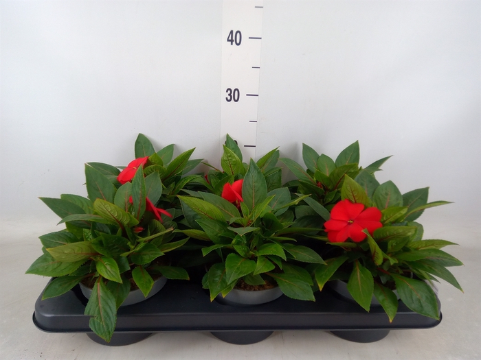 <h4>Impatiens NG 'Tamarinda'   ...mix</h4>