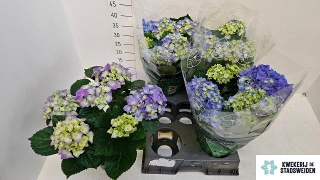 <h4>HYDR M EARLY BLUE</h4>