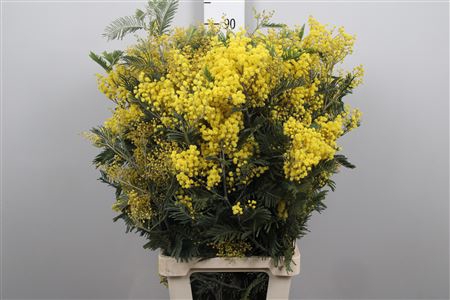 <h4>Acacia Baileyana (mimosa)</h4>