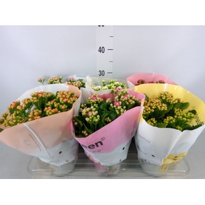 Kalanchoe blos.   ..rosebud mix GR