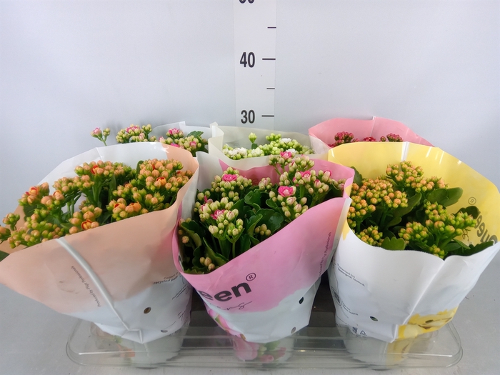 <h4>Kalanchoe blos.   ..rosebud mix GR</h4>