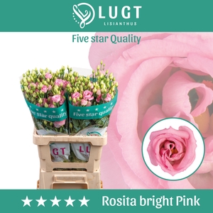 Lisianthus Rosita Bright Pink