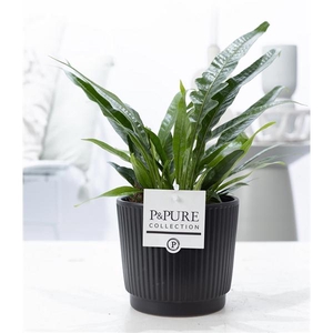 Aglaomorpha Jim in P&PURE Liv ceramics matt black