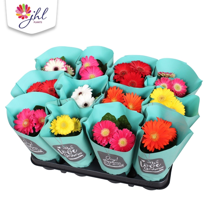 <h4>Gerbera 9 cm mix in Groene hoes</h4>
