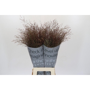 Panicum Virgatum Warrior