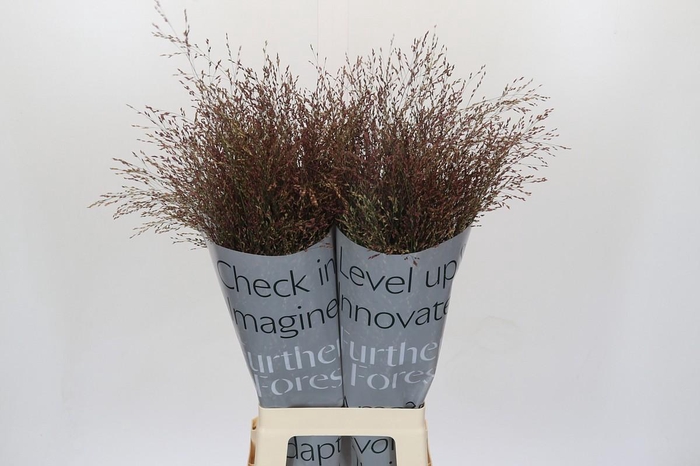 Panicum Virgatum Warrior