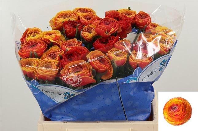 <h4>RAN SU LAMBADA</h4>