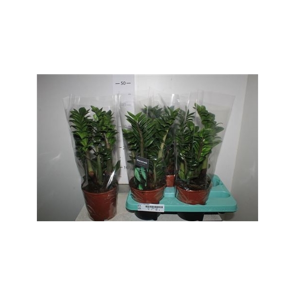 <h4>Zamioculcas Zenzi</h4>