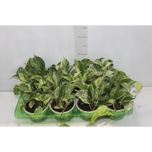 JIBOIA BRANCO C13 PENDENTE