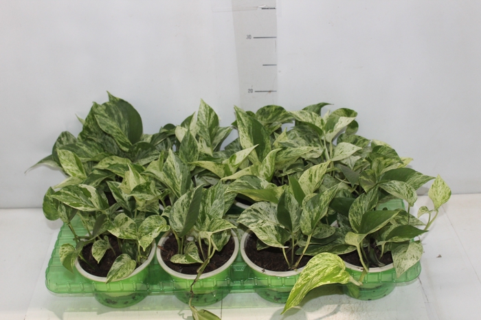 JIBOIA BRANCO C13 PENDENTE