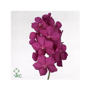Vanda tayanee cerise