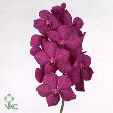 <h4>Vanda tayanee cerise</h4>