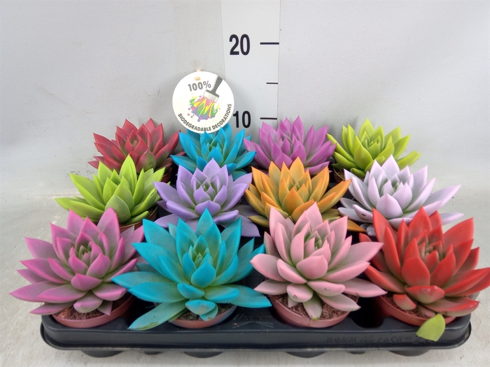 <h4>Echeveria  'Miranda'</h4>