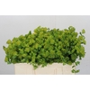 Bupleurum Griffithii