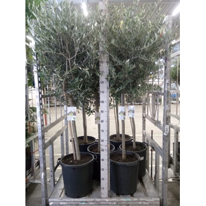 Olea europaea