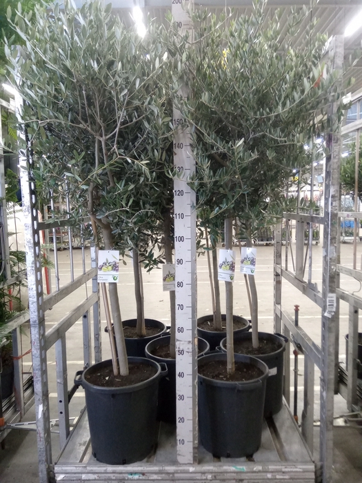 <h4>Olea europaea</h4>