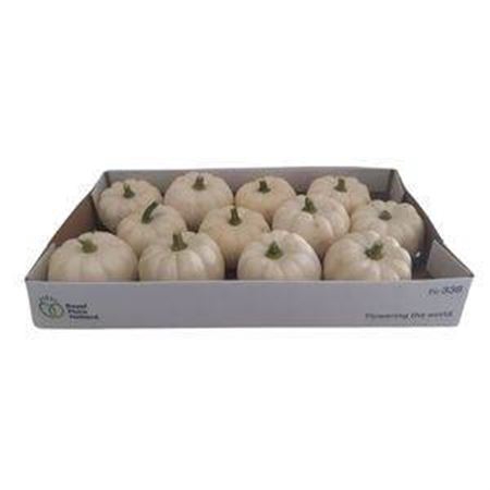 <h4>Sier Cuc P Casperita X8</h4>
