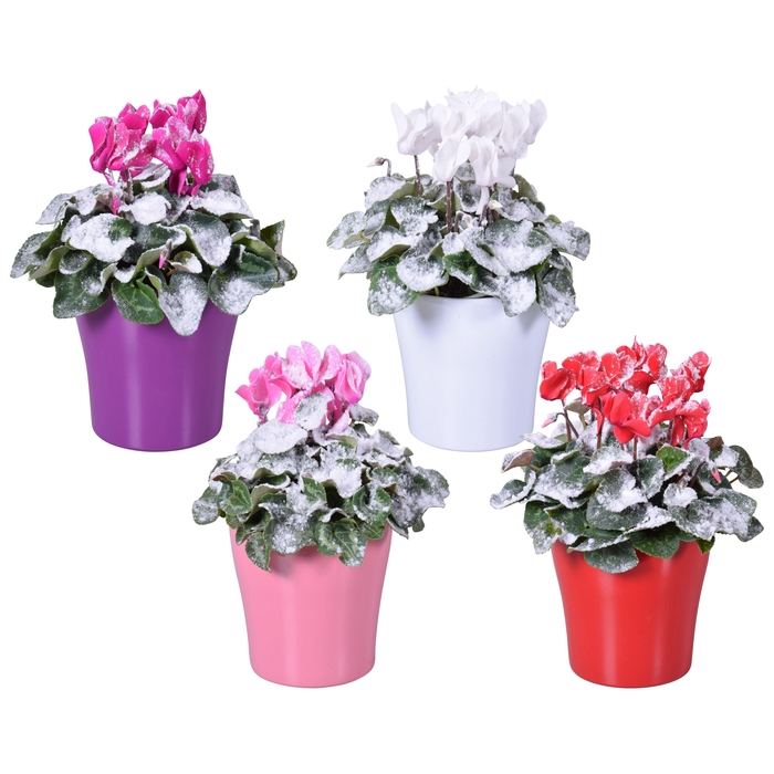 <h4>Cyclamen met sneeuw in gekleurd Bombé keramiek (Kerst)</h4>