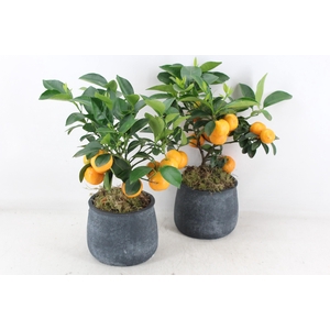 arr3 SN - Ker. dark pot duke L Citrus