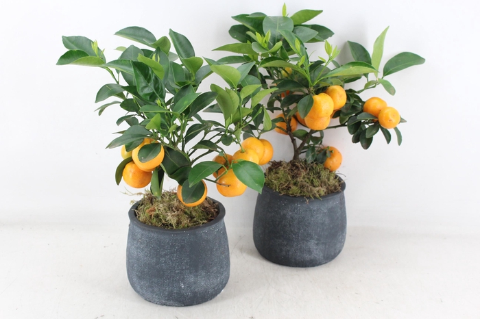 <h4>arr3 SN - Ker. dark pot duke L Citrus</h4>