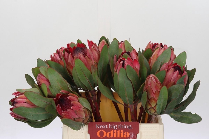 <h4>Protea Silvia</h4>