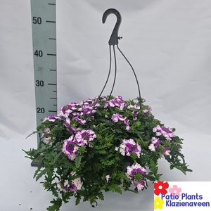 OVERIGE HANGPLANTEN