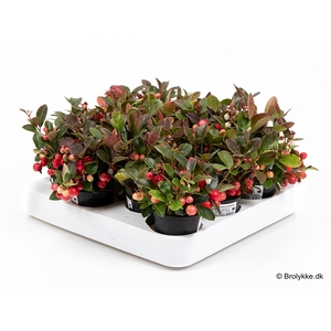 GAULTHERIA PROCUMBENS P6