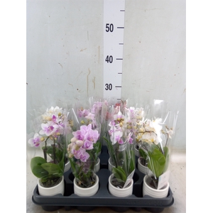 Phalaenopsis   ...mini
