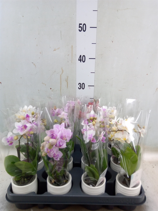 <h4>Phalaenopsis   ...mini</h4>