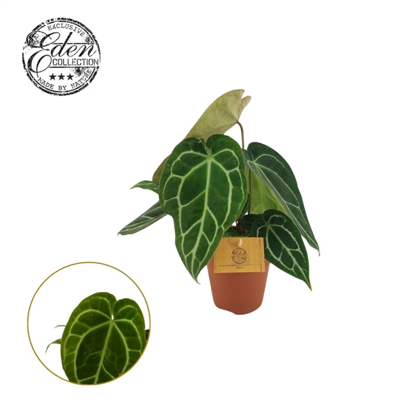 <h4>Anthurium Chrystallinum 12cm</h4>