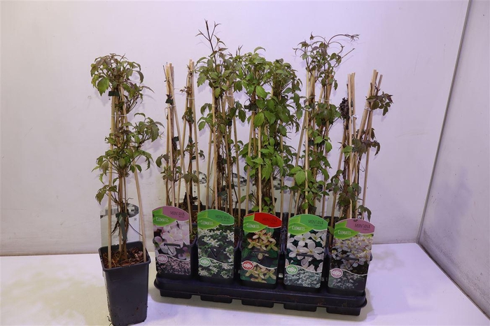 <h4>arr8 Clem Montana</h4>