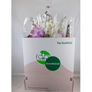Phalaenopsis   ...mix