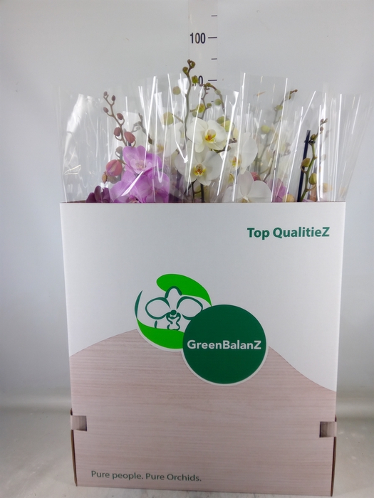<h4>Phalaenopsis   ...mix</h4>