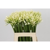 Agapanthus Gletsjer