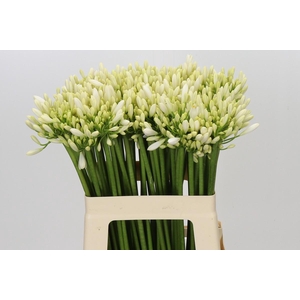 Agapanthus Gletsjer