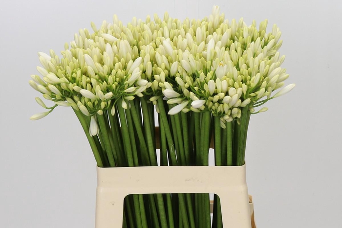 <h4>Agapanthus Gletsjer</h4>