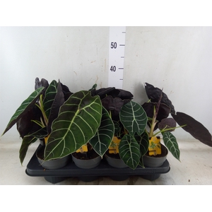 Alocasia   ...