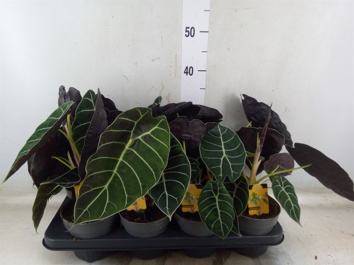 <h4>Alocasia   ...</h4>