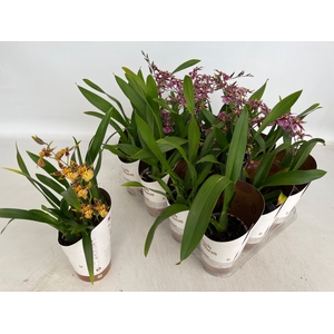 BRASSIA SUMMER DREAM
